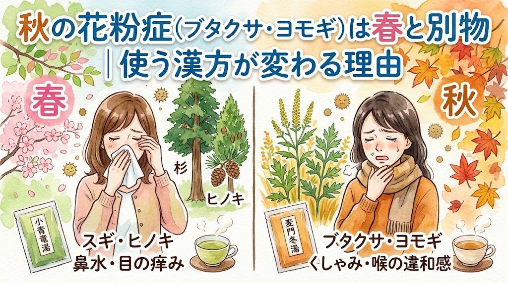 「秋の花粉症（ブタクサ・ヨモギ）は春と別物｜使う漢方が変わる理由」というタイトルサムネイル画像。画面中央で左右に分割され、春と秋の花粉症の違いを比較しています。 左側は「春」のセクション（ピンクの文字）。桜やスギ、ヒノキの木を背景に、鼻をかみ目をこする女性のイラストがあります。「スギ・ヒノキ」「鼻水・目の痒み」というテキストと、漢方薬「小青竜湯」のパッケージ、緑茶が描かれています。 右側は「秋」のセクション（オレンジの文字）。紅葉やブタクサ、ヨモギの植物を背景に、喉を押さえて咳き込む女性のイラストがあります。「ブタクサ・ヨモギ」「くしゃみ・喉の違和感」というテキストと、漢方薬「麦門冬湯」のパッケージ、茶色いお茶が描かれています。 季節によって原因植物と主な症状が異なり、それに伴い適した漢方薬も変わることを視覚的にわかりやすく伝えています。