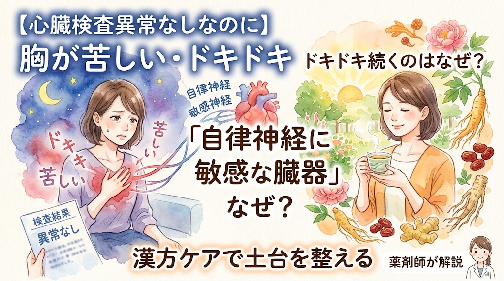 水彩画タッチのサムネイル画像。左側は暗い夜の背景で、「検査結果 異常なし」の紙があるにもかかわらず、胸に手を当てて「ドキドキ」「苦しい」と辛そうな表情の女性が描かれています。右側は明るい昼の背景で、自然の中で高麗人参やナツメなどの生薬に囲まれながら、温かいお茶を飲んでリラックスしている女性が対比として描かれています。中央には心臓のイラストがあり、「自律神経 敏感神経」と添えられています。テキストには「【心臓検査異常なしなのに】胸が苦しい・ドキドキ」「ドキドキ続くのはなぜ?」「『自律神経に敏感な臓器』なぜ?」「漢方ケアで土台を整える」「薬剤師が解説」と書かれています。